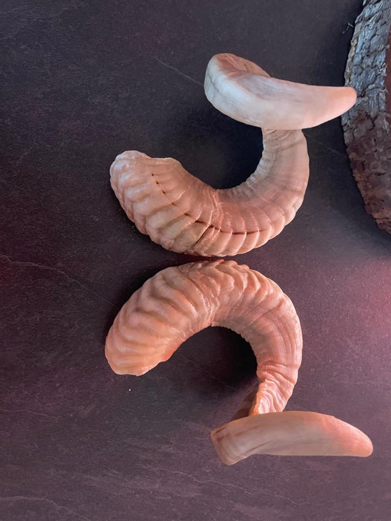 Ram horens, Verzamelen, Dierenverzamelingen, Ophalen of Verzenden