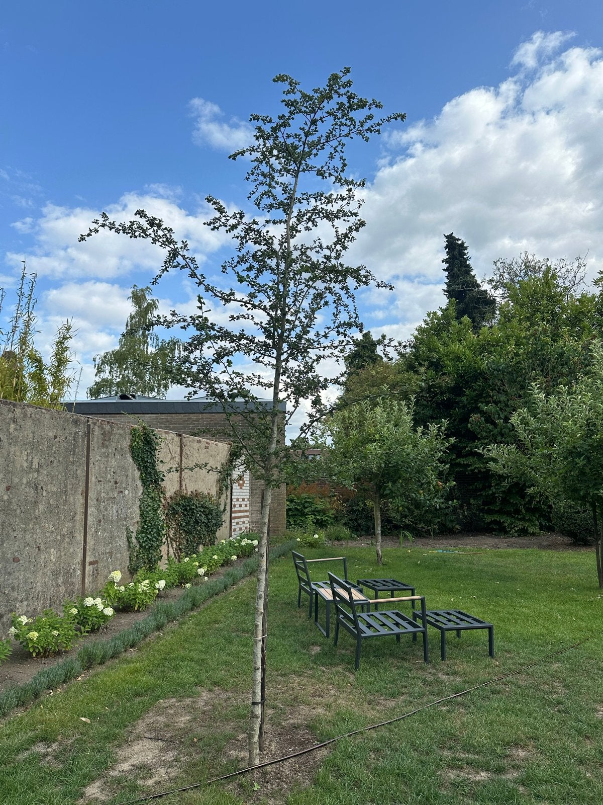 Bloeiende Meidoornboom te koop - Prachtige bloesem, Overige soorten, Lente, 250 tot 400 cm, Ophalen