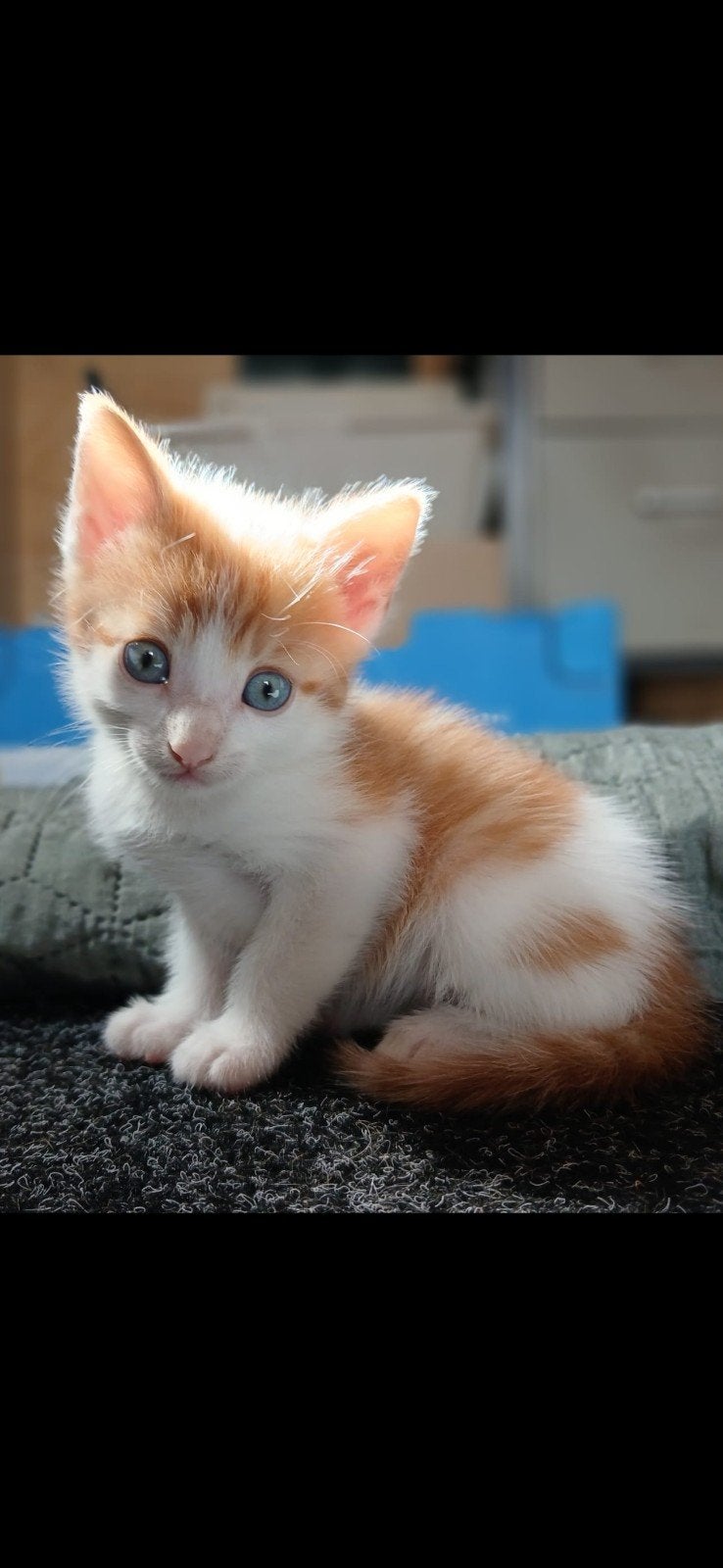 kittens, Dieren en Toebehoren, Katten en Kittens | Overige Katten, Meerdere dieren