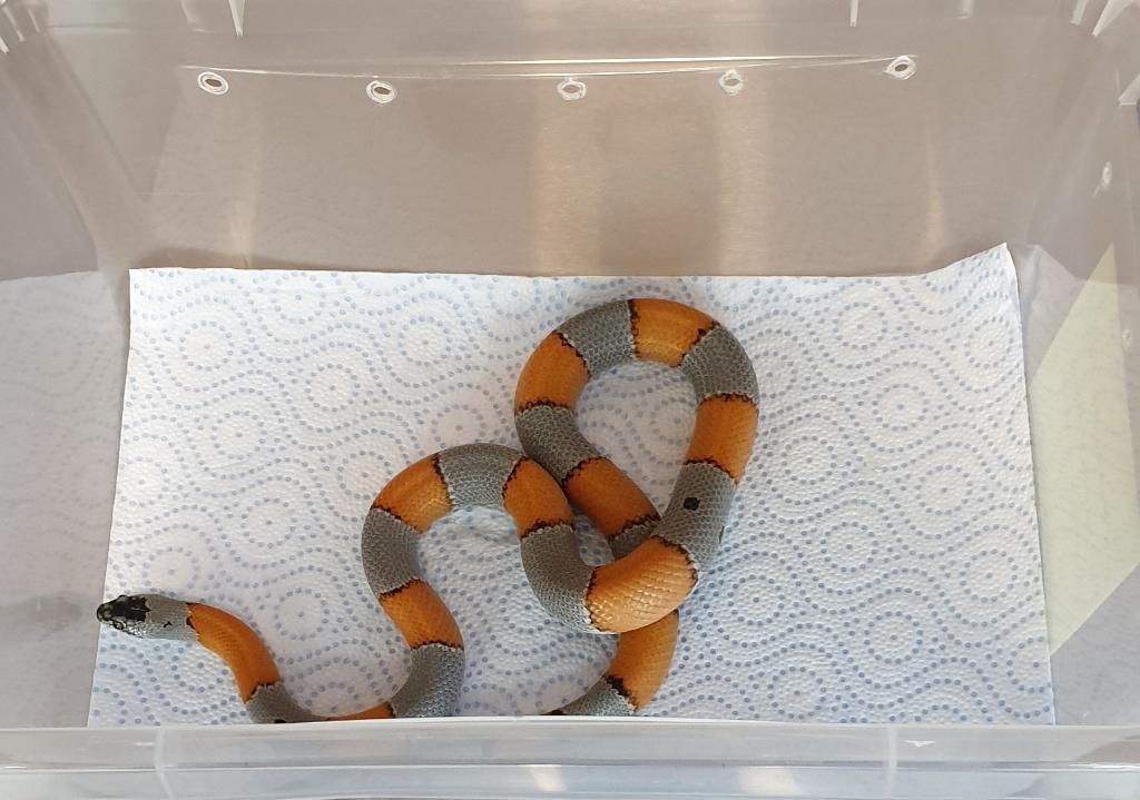 Lampropeltis alterna blairi Kingsnake - female for sale from Lampro