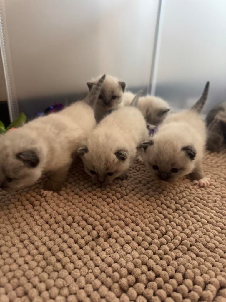Prachtige Britse Korthaar Kittens, Poes, Ontwormd