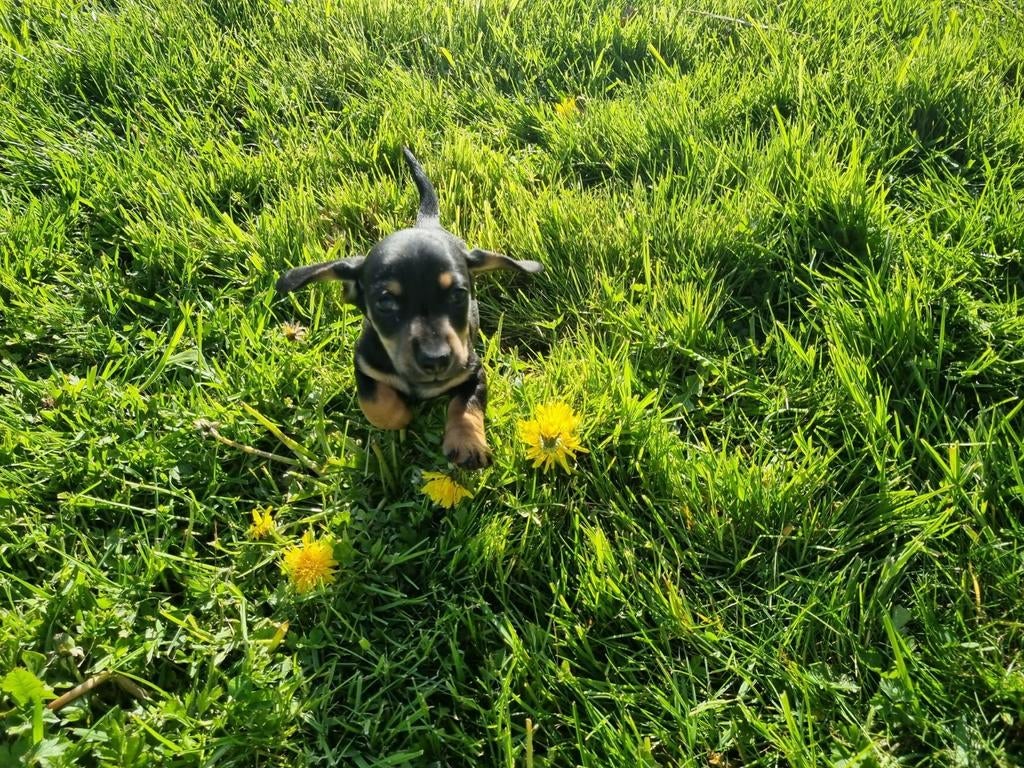Teckel pup reu black en tan kaninchen, Dieren en Toebehoren, Reu, 8 tot 15 weken, Korthaar, Eén hond