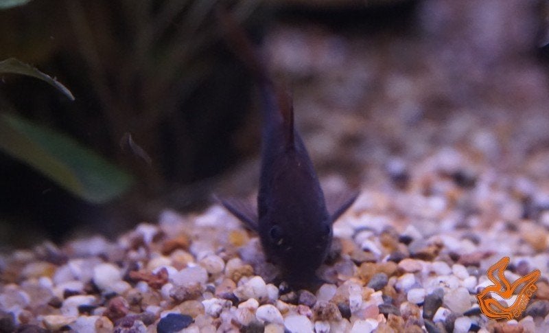 Corydoras aeneus black, Dieren en Toebehoren, Vis