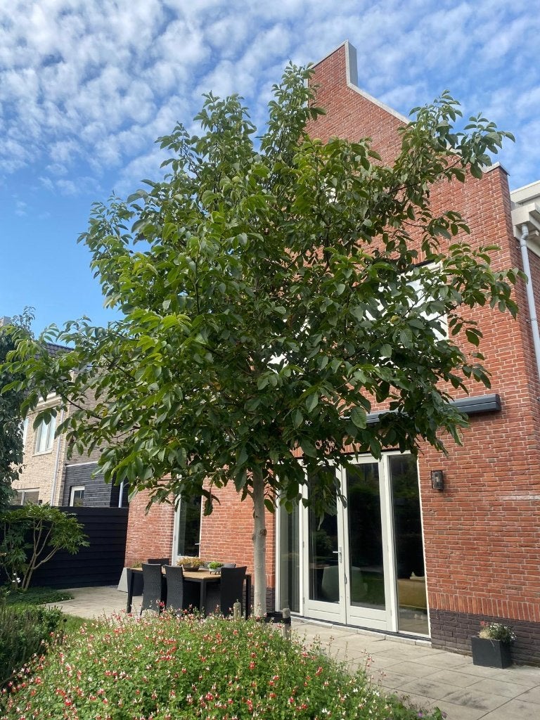 Walnotenboom - Juglans Regia - Hoogstam, Bloeit niet, Overige soorten, 400 cm of meer, Ophalen