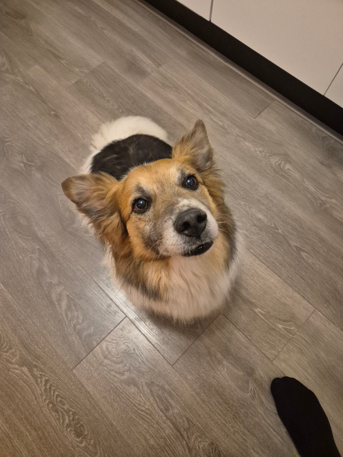 Loki (4 jaar, mix), Dieren en Toebehoren, Honden | Niet-rashonden, Particulier, Reu, Buitenland, Parvo