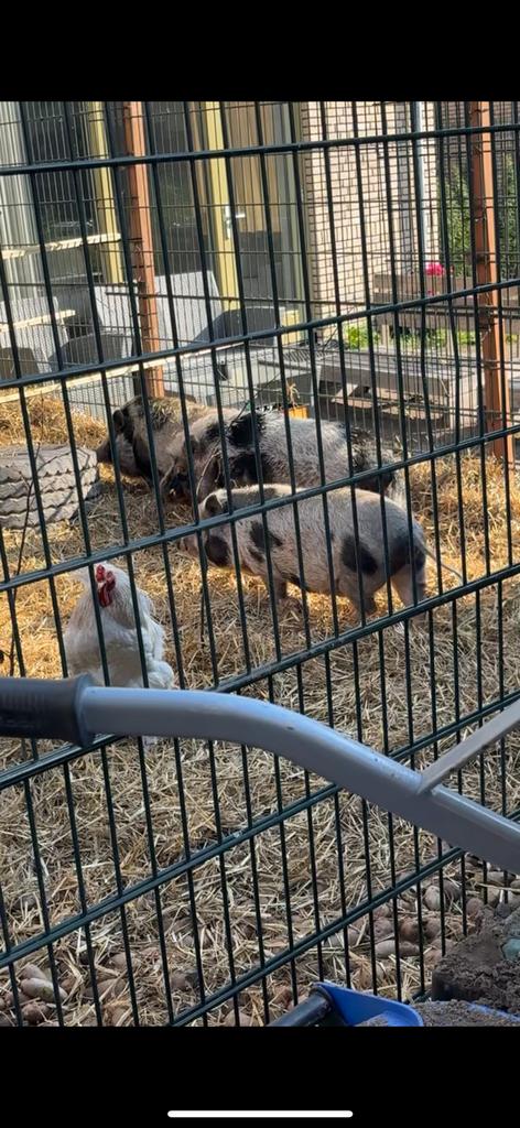 Biggen gratis ophalen, Dieren en Toebehoren, Mannelijk, Geit