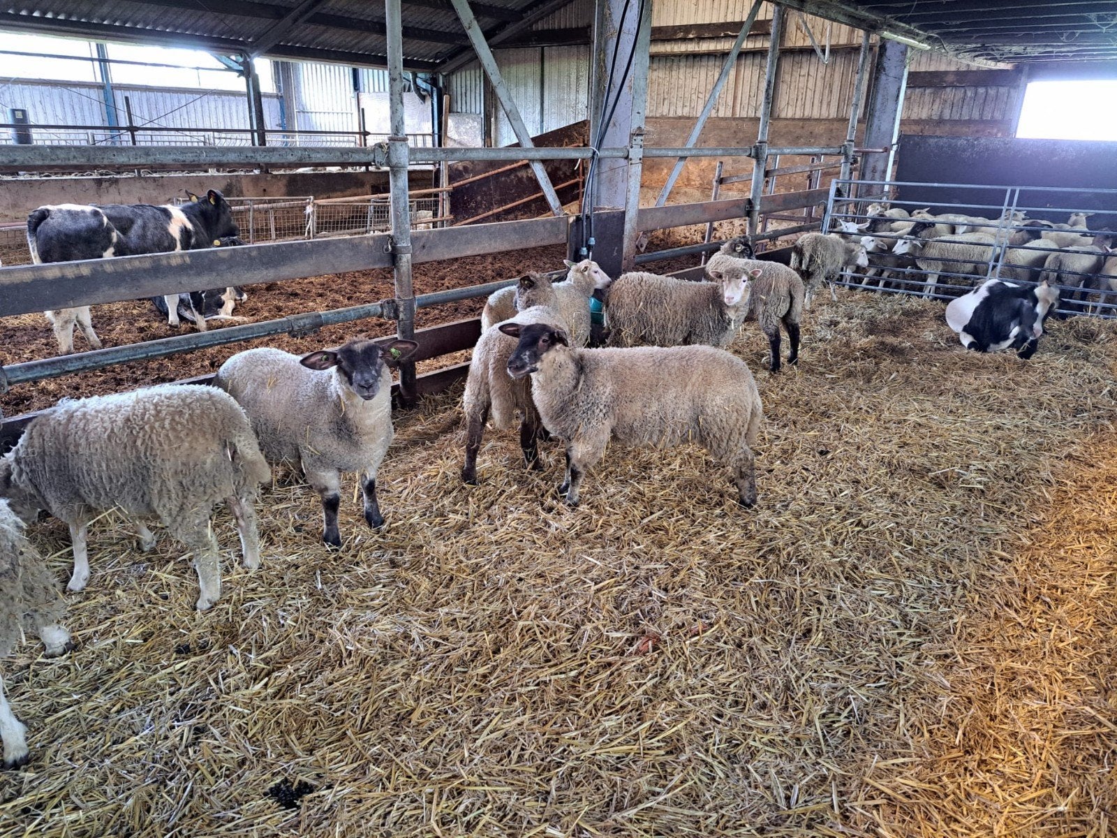 Zwoeger vrije lammeren, Dieren en Toebehoren, Meerdere dieren, Schaap