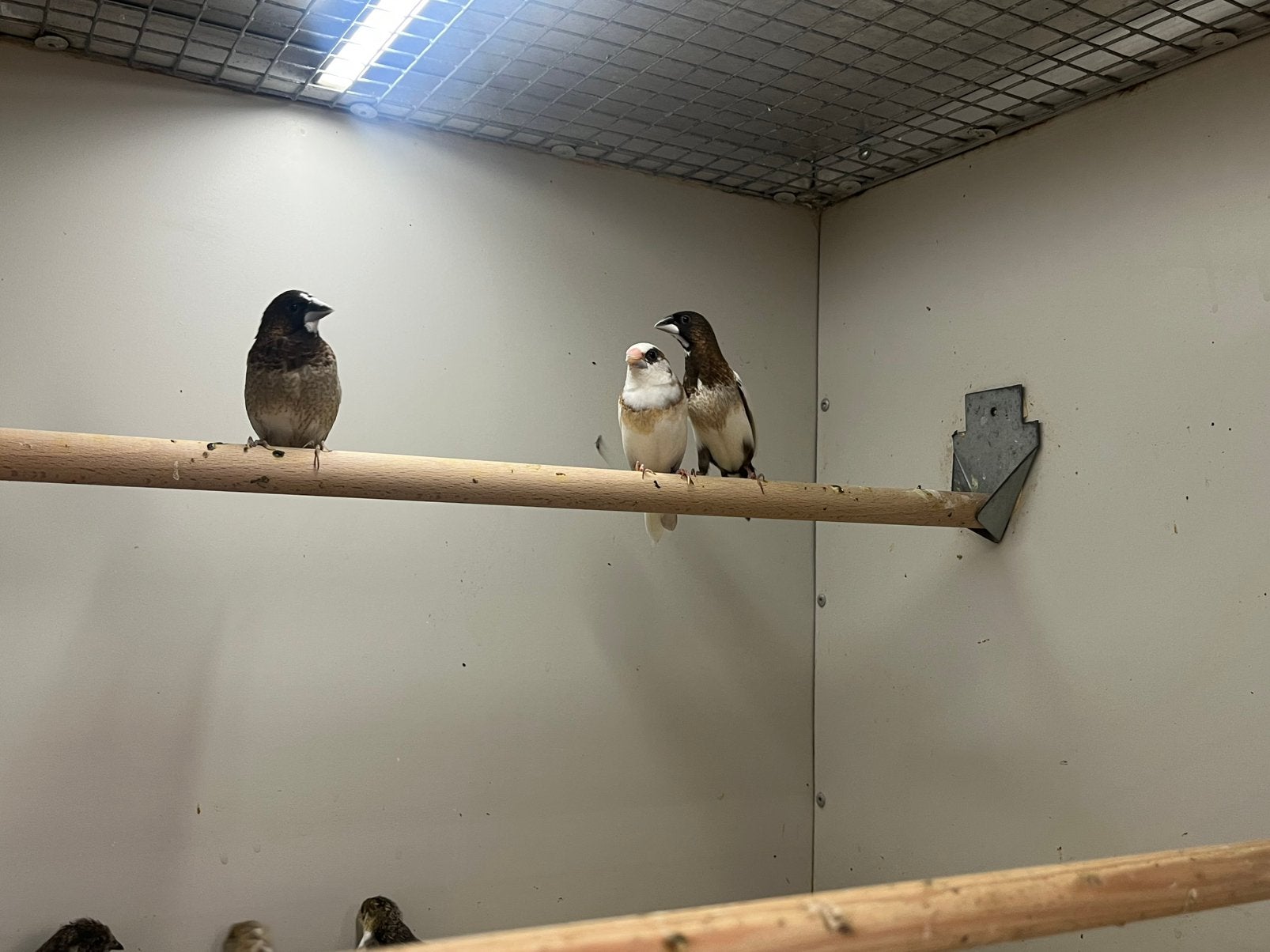 Circa 10x Japanse Meeuw, Dieren en Toebehoren, Meerdere dieren, Tropenvogel