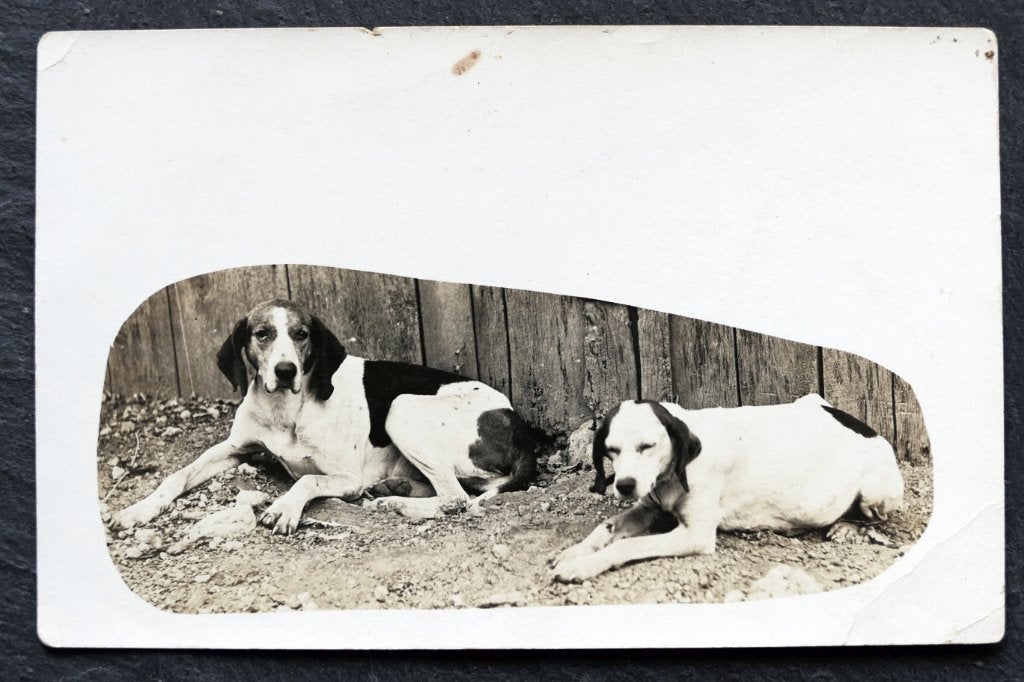 Fotokaart Twee grote (jacht)honden, Verzenden, Voor 1920, Ongelopen, Hond of Kat