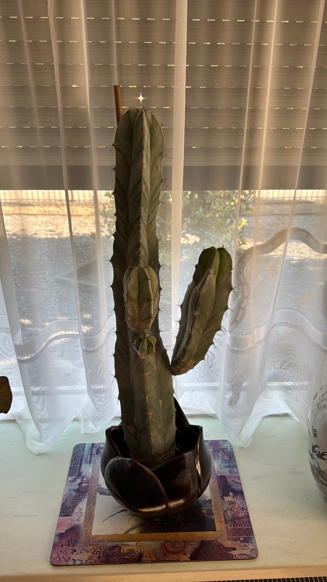 25 jaar oude Cactus, Cereus Myrtillocactus inclusief pot., Ophalen, Minder dan 100 cm, In pot, Cactus