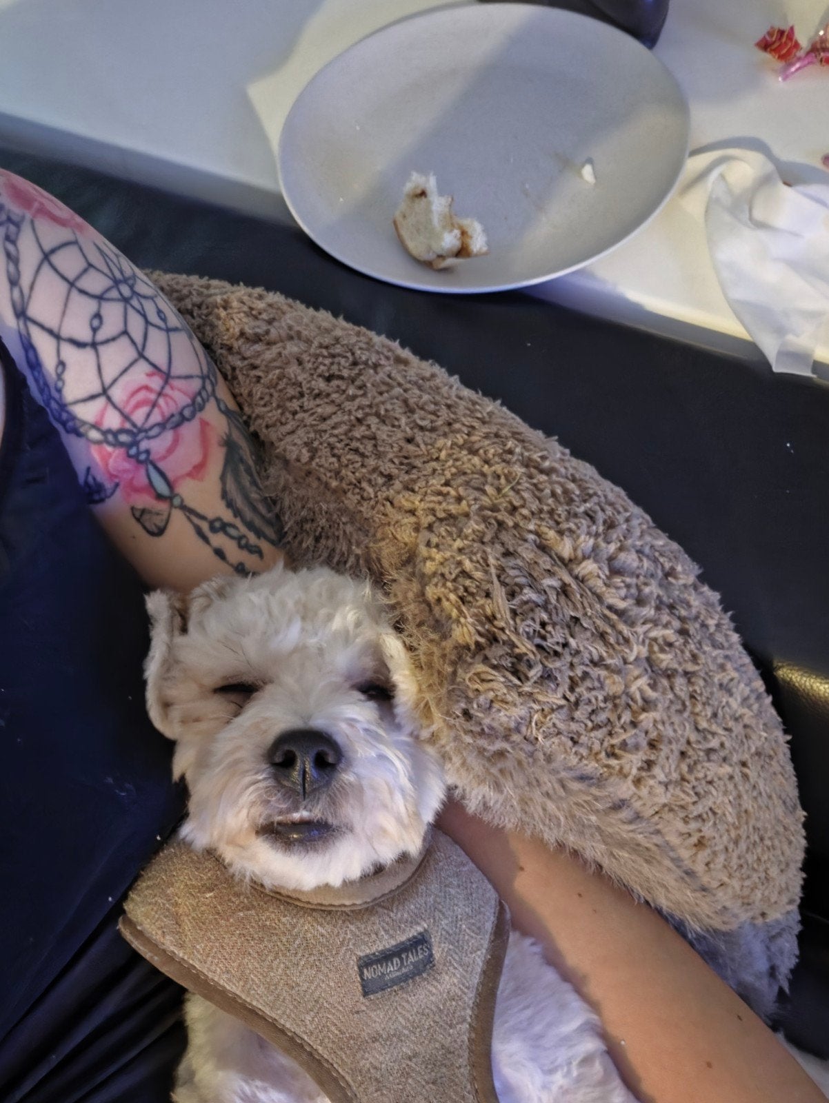 te koop shih tzu/boomer, 15 weken tot 1 jaar, Reu, Parvo, Eén hond