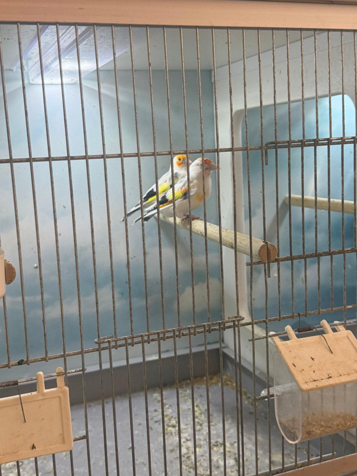 Major Putter Witkel, Dieren en Toebehoren, Vogels | Kanaries, Meerdere dieren, Bastaard