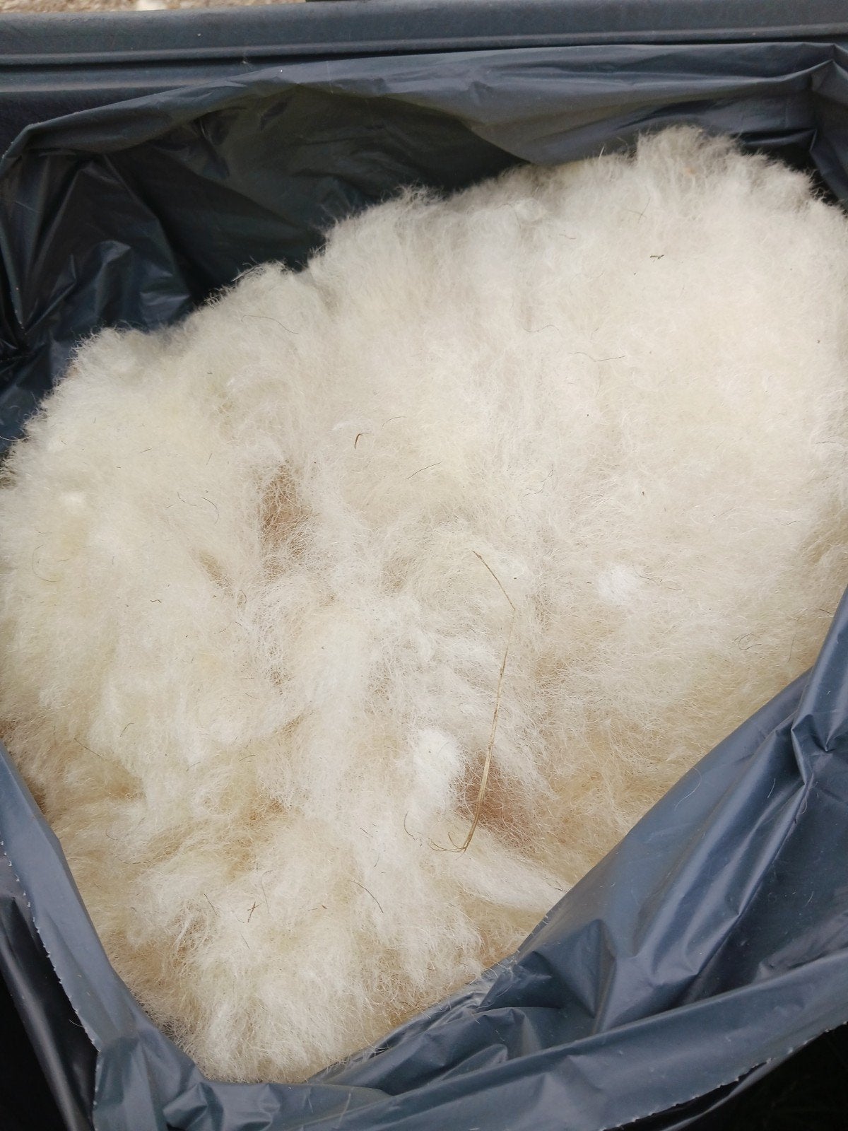 Vachten Walliser Schwarznase, Meerdere dieren, Schaap