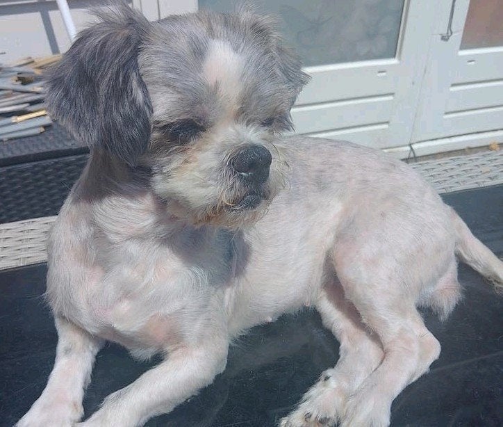 Boomertje zoekt personeel voor de rest van haar leven, Dieren en Toebehoren, Honden | Niet-rashonden, 6 jaar of ouder, CDV (hondenziekte)