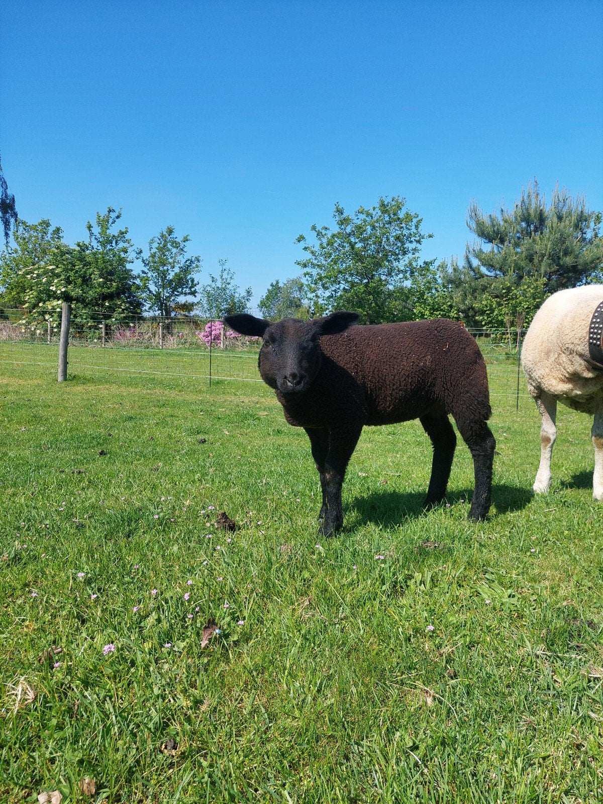 Zwart ooilam (geboren 30-03-2026) – Uit een meerlinglijn, Vrouwelijk, Schaap