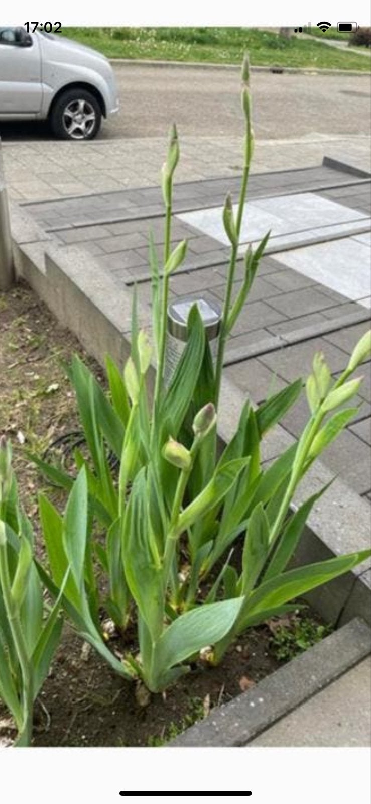 Prachtige Iris planten met paars-gele  bloemen per stuk €3, Tuin en Terras, Planten | Tuinplanten, Volle zon, Vaste plant, Lente