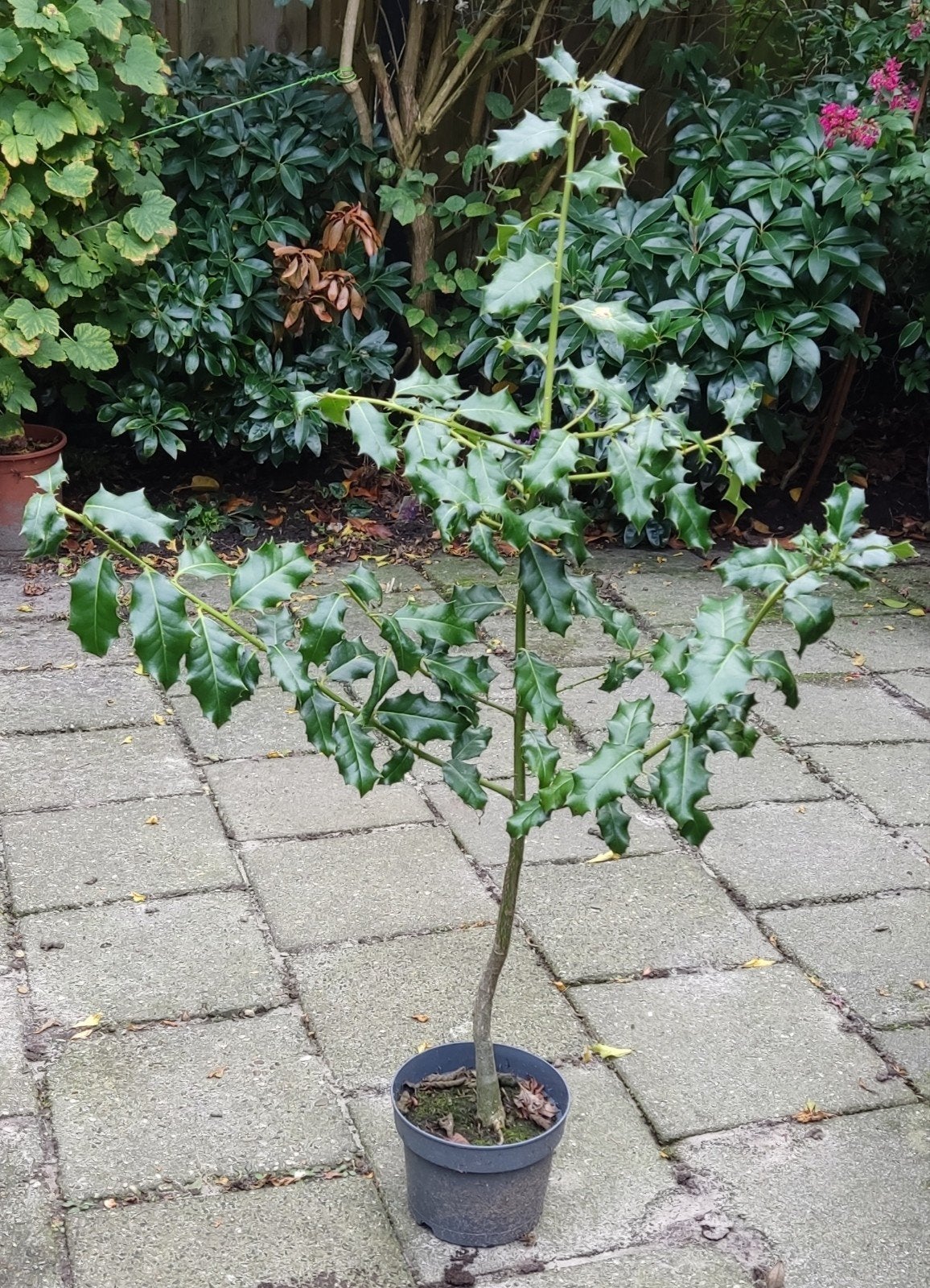 Hulst (Ilex aquifolium) - 90 cm hoog, Vaste plant, Bloeit niet, Halfschaduw, Ophalen