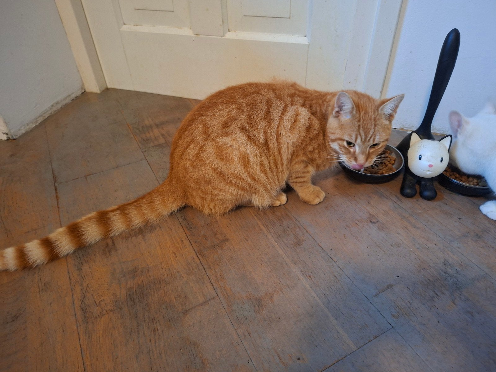 Rode kater te koop, Dieren en Toebehoren, Ophalen