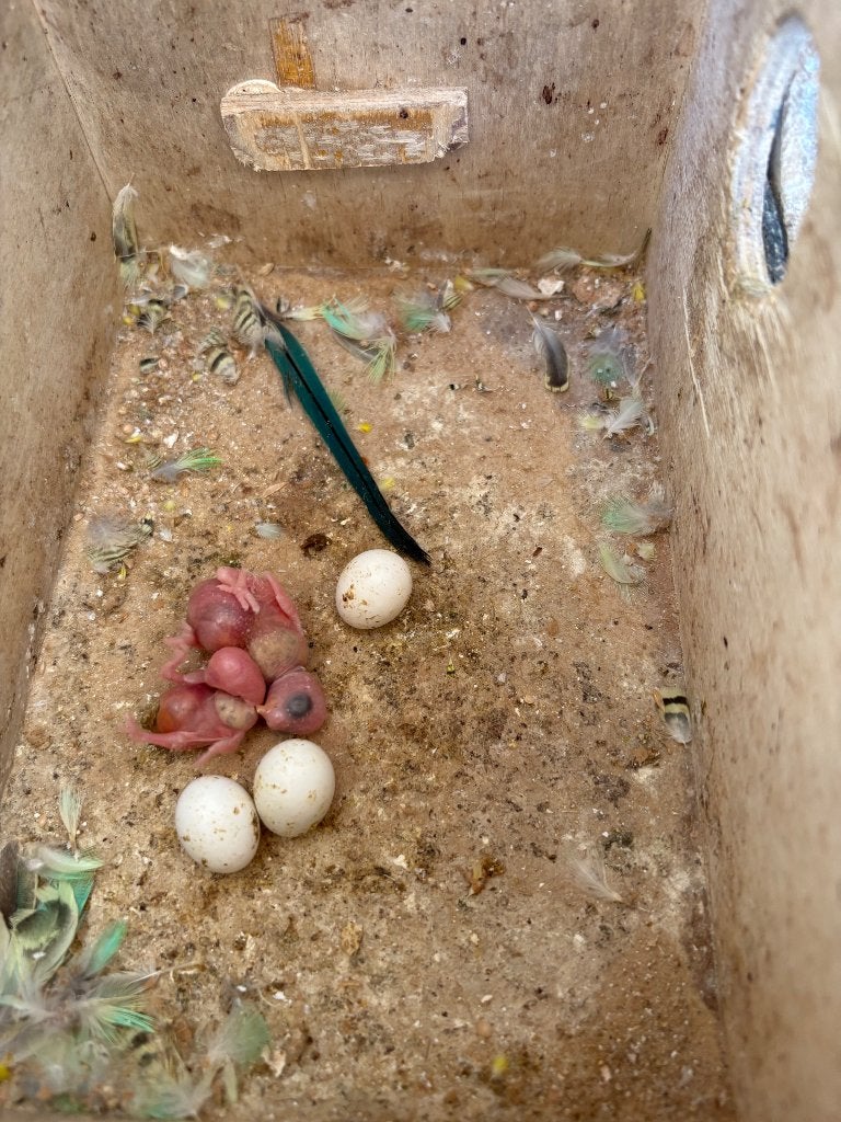 jonge grasparkieten., Meerdere dieren, Parkiet