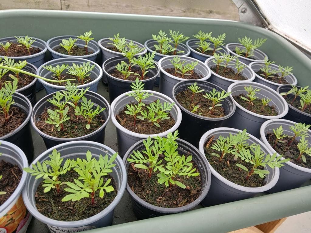 Duverae plantjes voor tuin, kas of moestuin, Tuin en Terras, Ophalen, Eenjarig, Groenteplanten, Volle zon