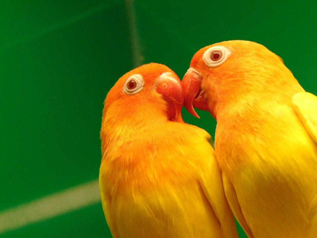Agapornis fischeri personata roseicollis, Dieren en Toebehoren, Vogels | Parkieten en Papegaaien, Geslacht onbekend, Dwergpapegaai of Agapornis
