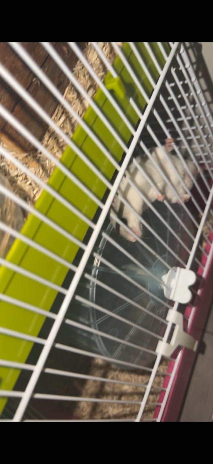 Hamster, Ophalen of Verzenden