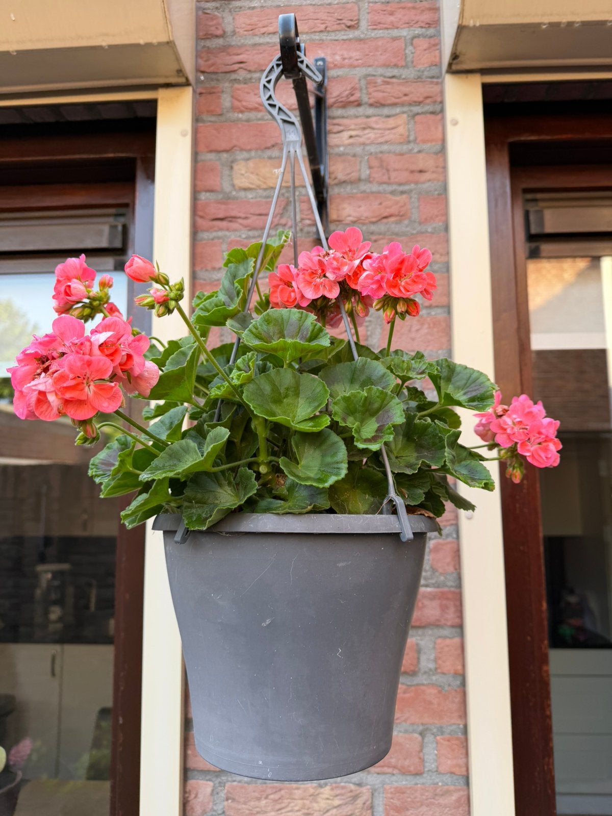 Geraniums in bloembakken, Ophalen, Zo goed als nieuw