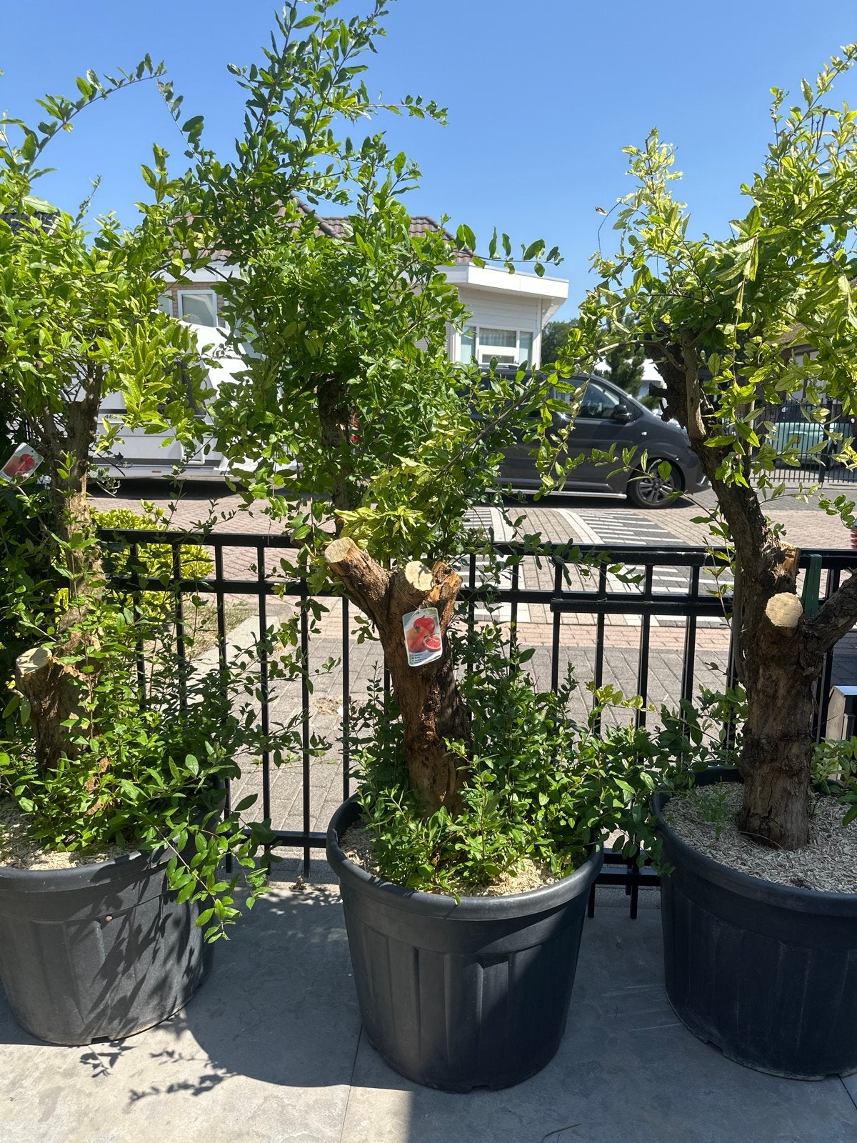 Punica Granatum Granaatappelboom -3 st, 180/190cm prijs p/st, Tuin en Terras, Ophalen, Volle zon, Vaste plant, Zomer