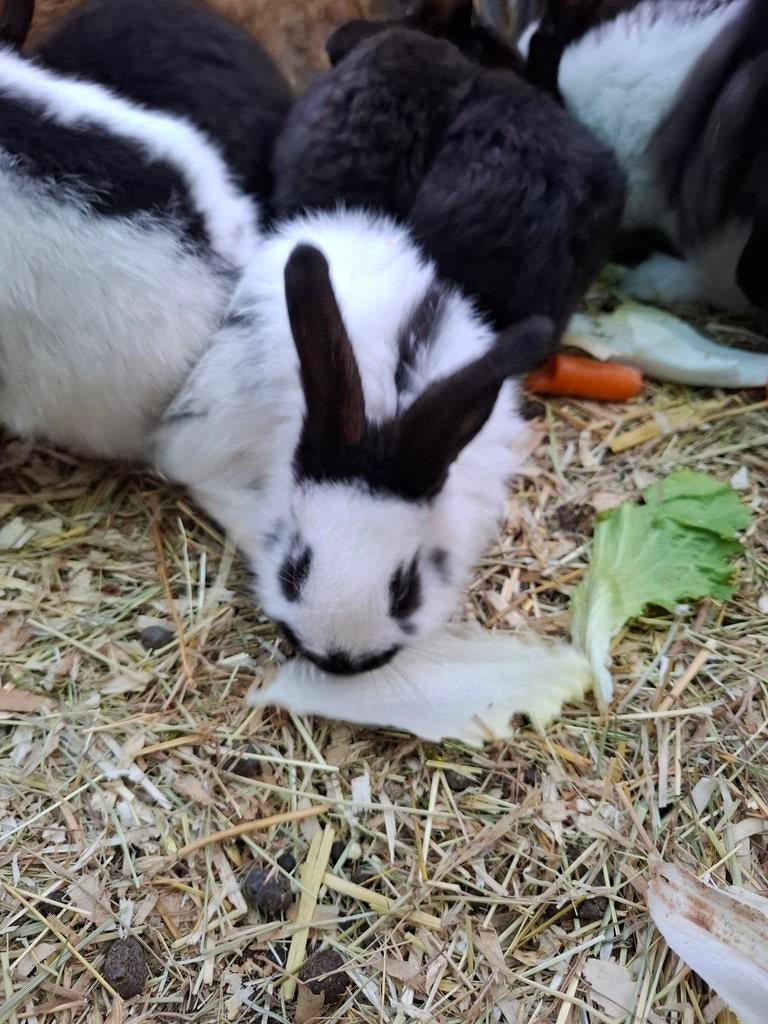 Baby lotharinger konijnen, Dieren en Toebehoren, Konijnen, Meerdere dieren, Groot, 0 tot 2 jaar