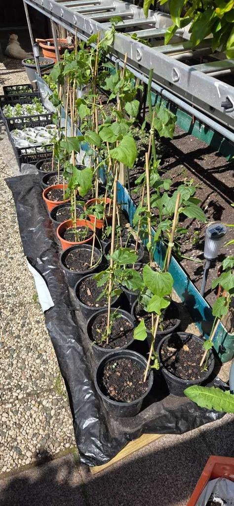 Gezonde Chayote/stekel komkomer planten te koop, Ophalen, Volle zon, Groenteplanten, Eenjarig