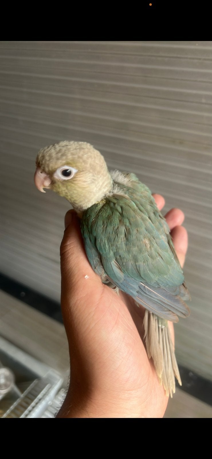 Baby pyrrhuras, Dieren en Toebehoren, Vogels | Parkieten en Papegaaien, Meerdere dieren, Parkiet, Tam