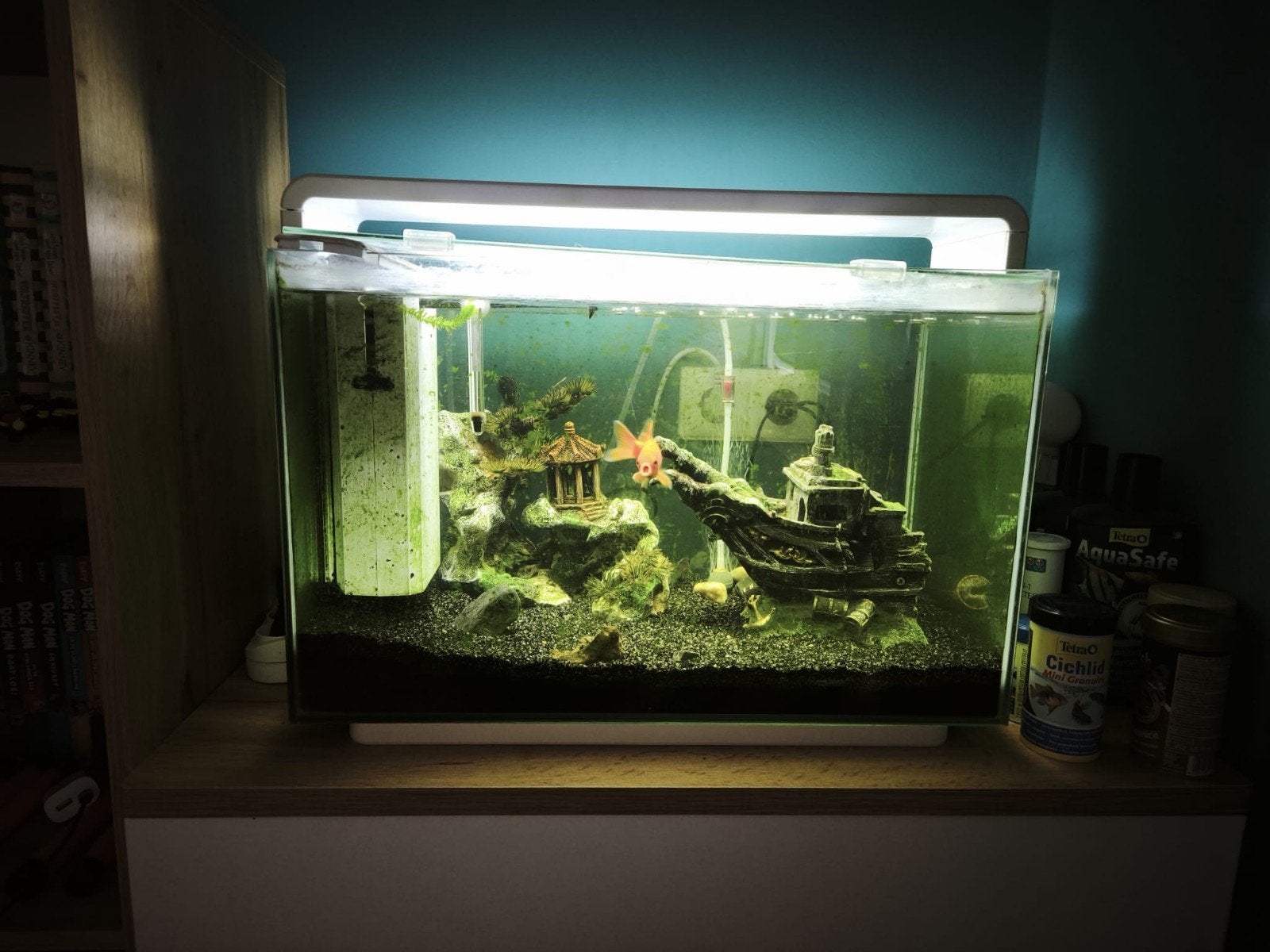Compleet aquarium 60  40  30 – inclusief inrichting, Dieren en Toebehoren, Ophalen, Gebruikt, Gevuld zoetwateraquarium