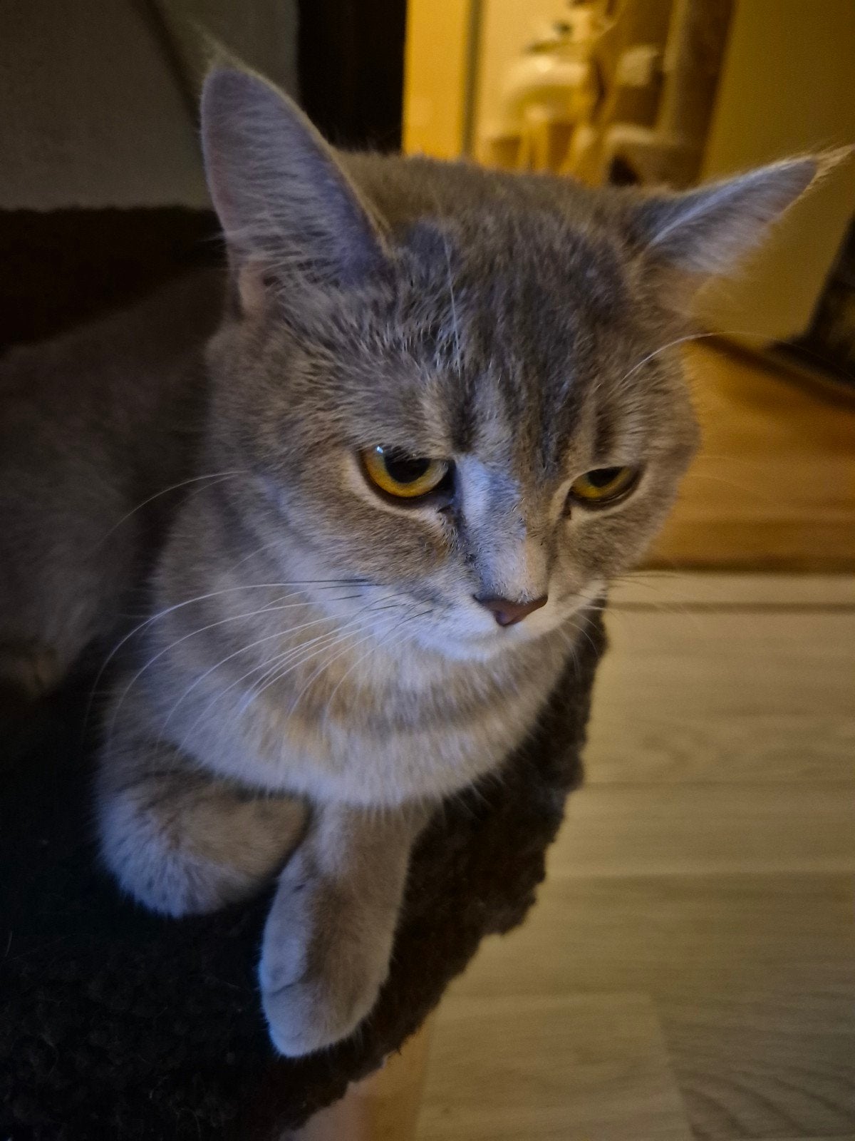 britse korthaar, Poes, Ingeënt, 0 tot 2 jaar