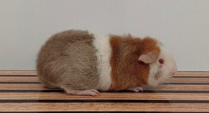 Us Teddy Beer met stamboom, Cavia, Mannelijk, Tam, September