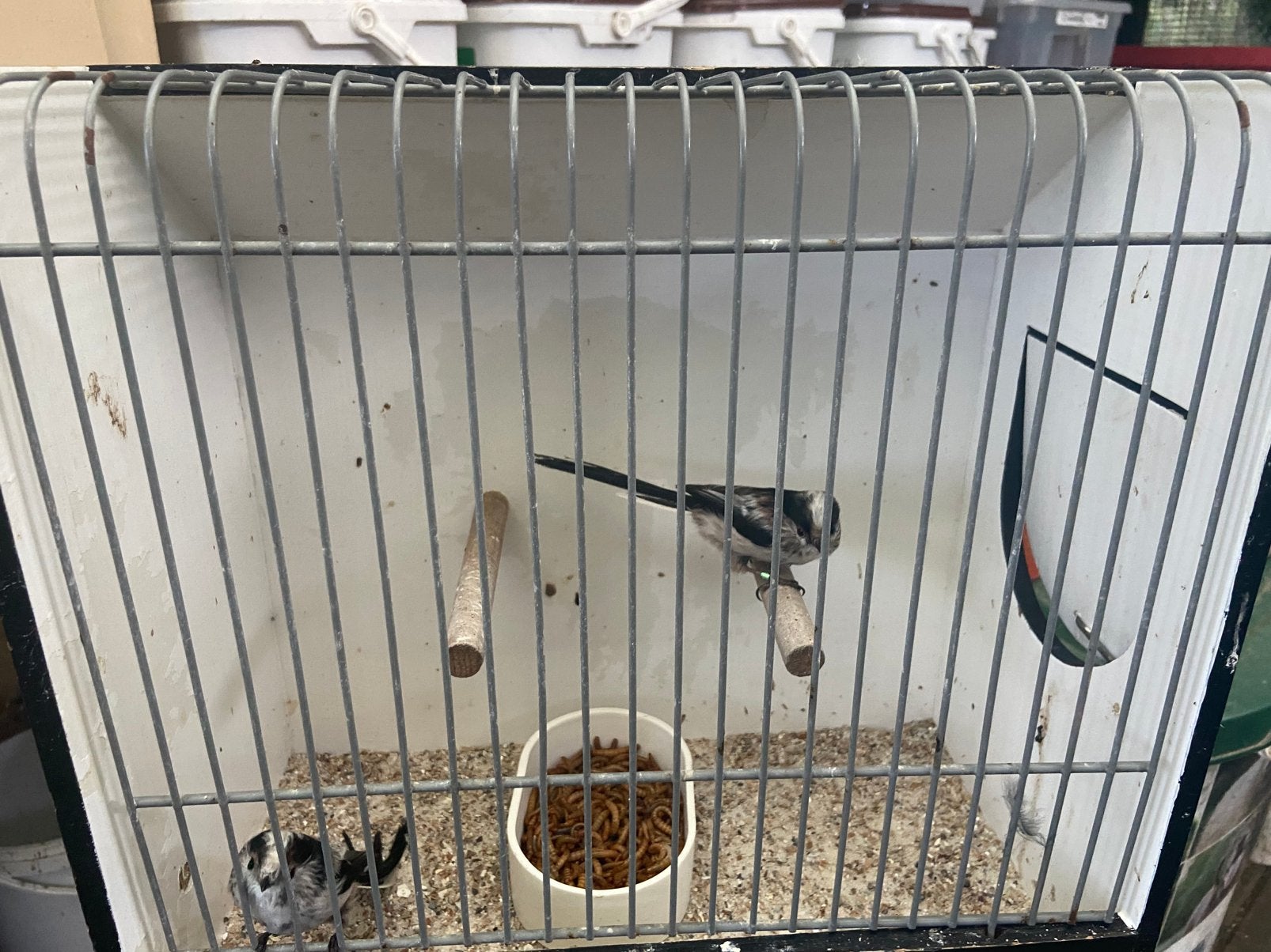 Staartmezen, Meerdere dieren, Wildzangvogel, Geringd