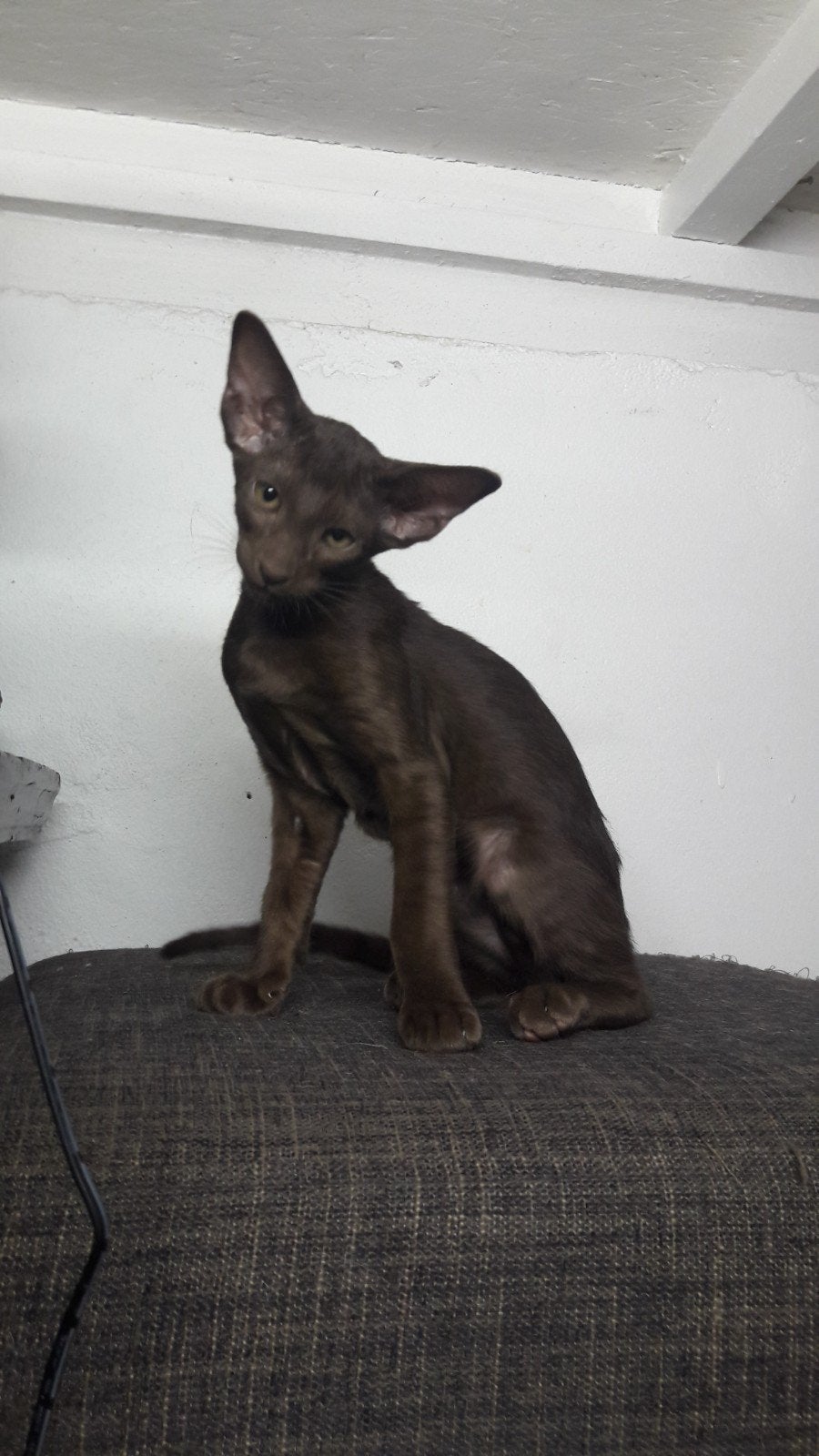 Oosterse korthaar kittens, Dieren en Toebehoren, Meerdere dieren, Ontwormd