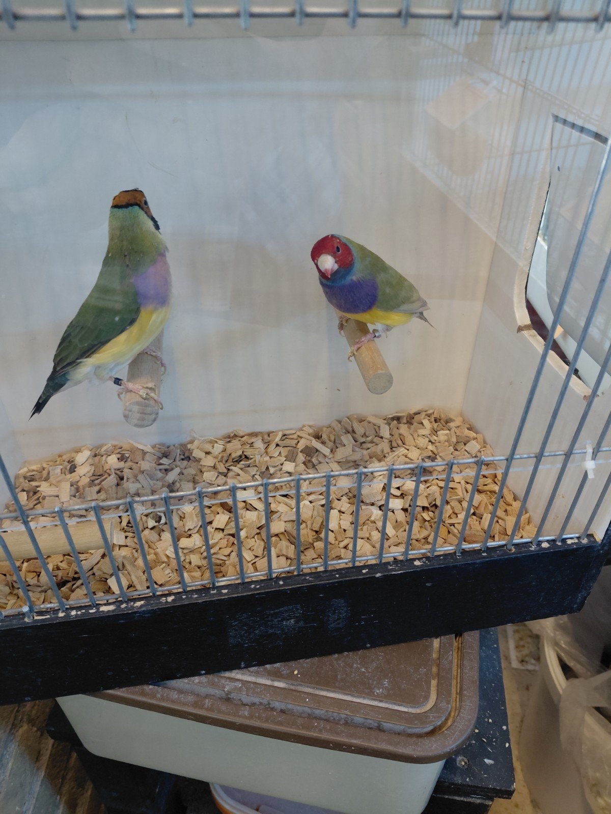 Koudkweek Gouldamadines, Dieren en Toebehoren, Vogels | Overige Vogels, Meerdere dieren