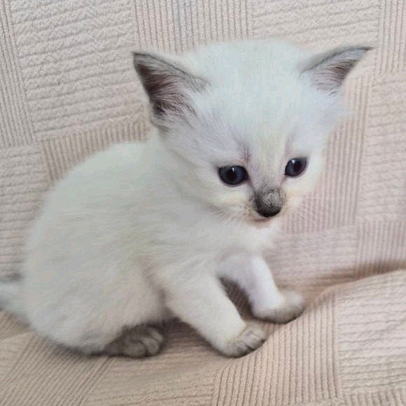 Raszuivere Ragdoll kittens van Mirza&Maysa
(bleupoint), Meerdere dieren
