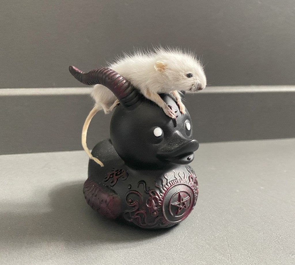 Devil Duck - taxidermie muis, Ophalen of Verzenden, Vogel, Opgezet dier