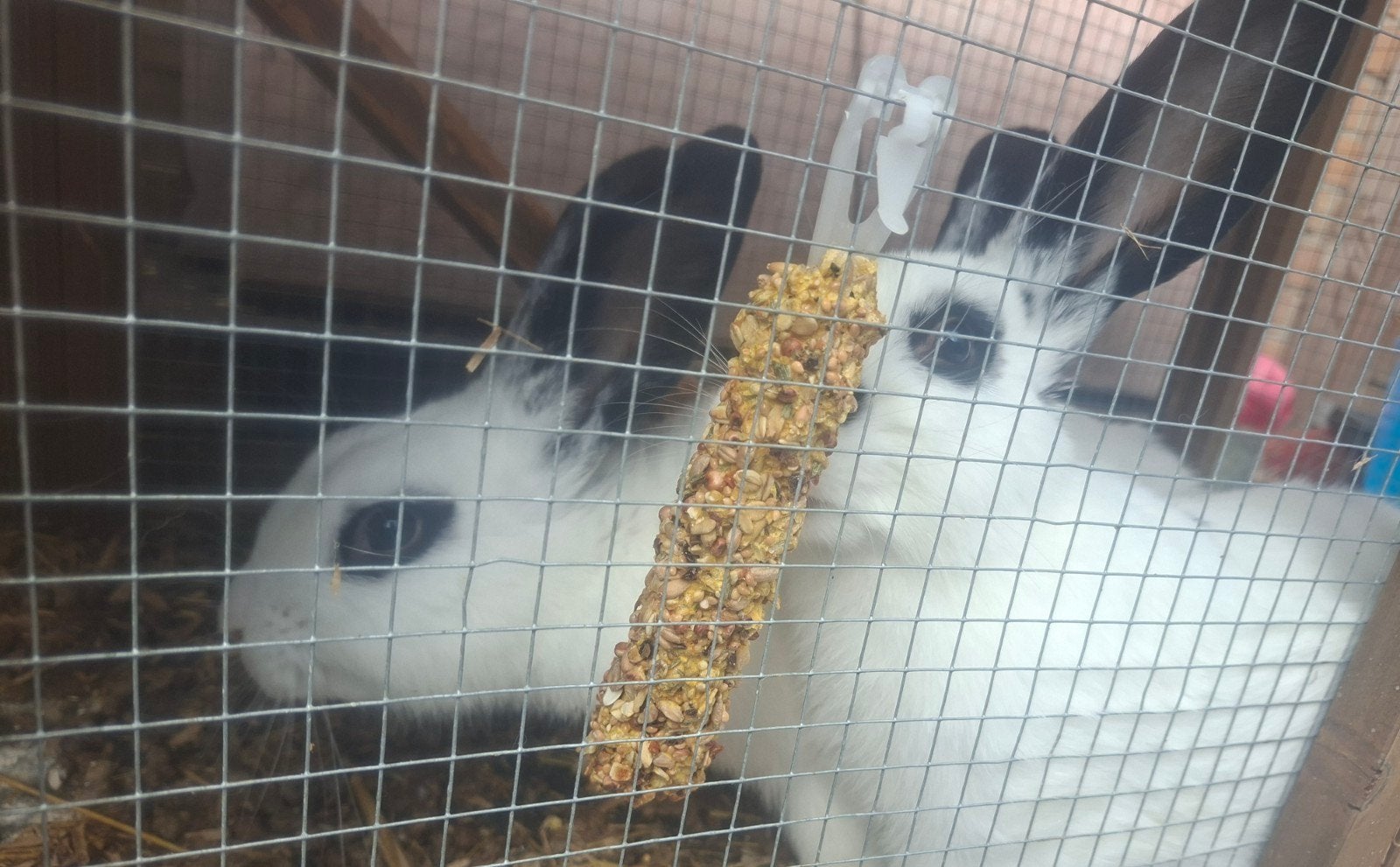Konijnen+Konijnenhok+Accessoires, Dieren en Toebehoren, Konijnen, Meerdere dieren