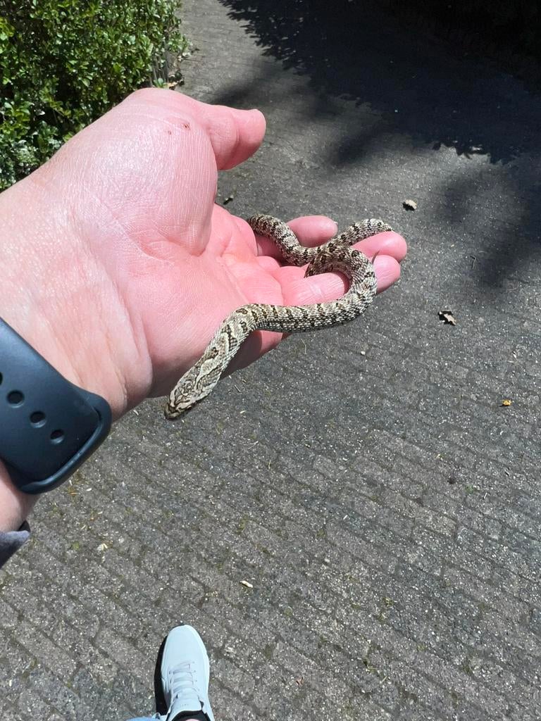 Elaphe Dione vrouw ‘mongolie’ localiteit, eigen nk ‘25, Dieren en Toebehoren, Slang, 0 tot 2 jaar
