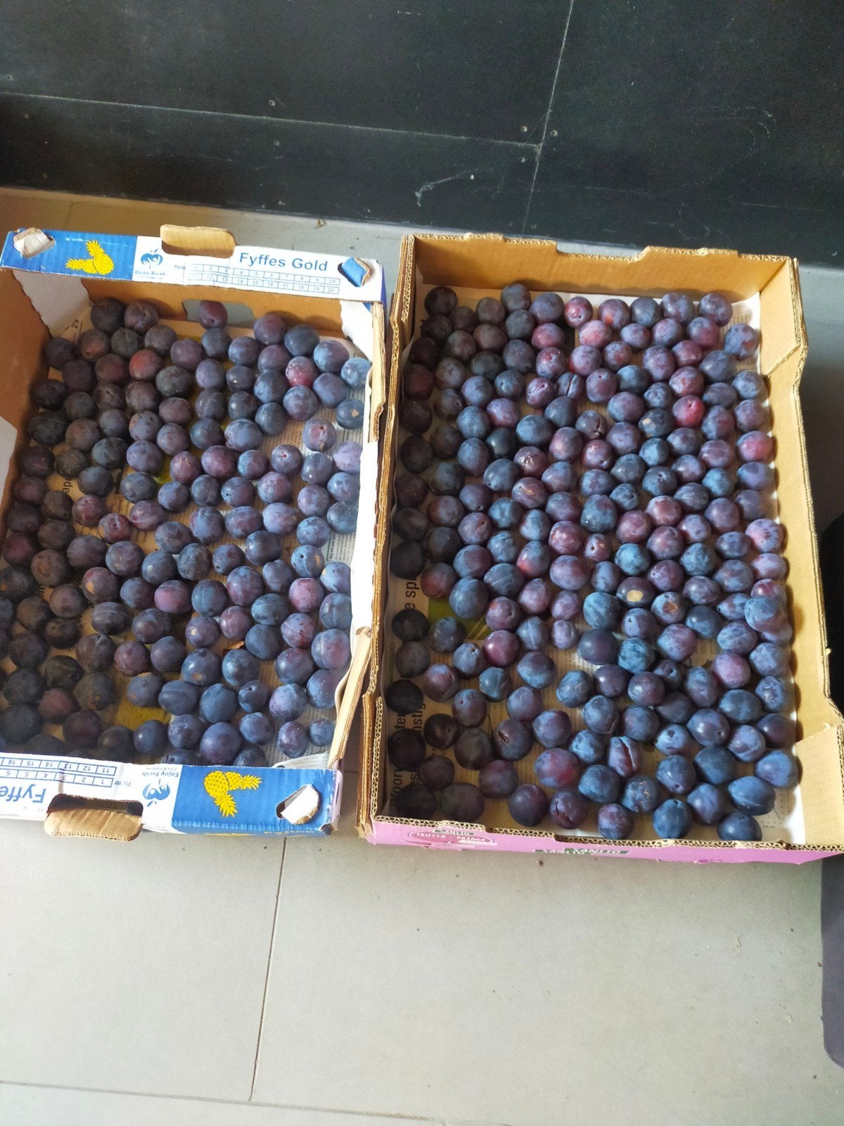Gratis Pruimen, Ophalen of Verzenden