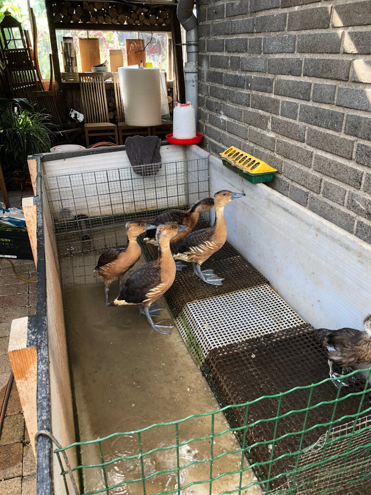 Boomeenden fluiteenden, Ophalen of Verzenden, Zo goed als nieuw