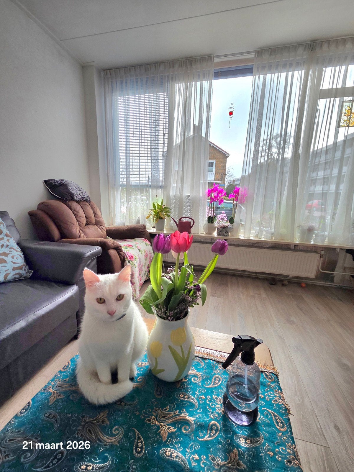 Siamees korthaar kitten gratis, Poes
