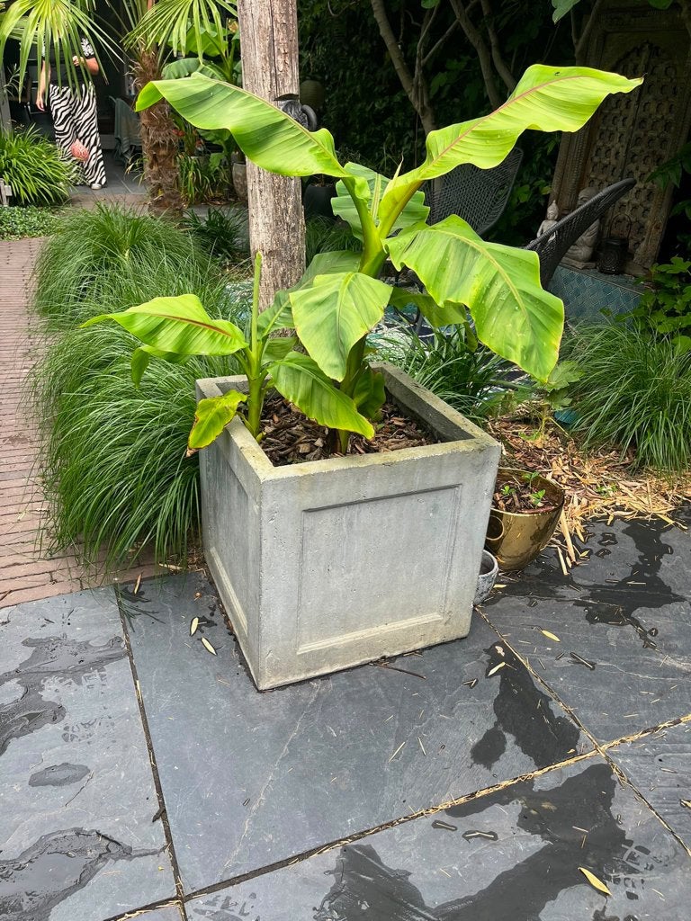 Bananenplant 2 in pot Banaan plant, Tuin en Terras, Planten | Tuinplanten, Volle zon, Vaste plant, Bloeit niet, Ophalen