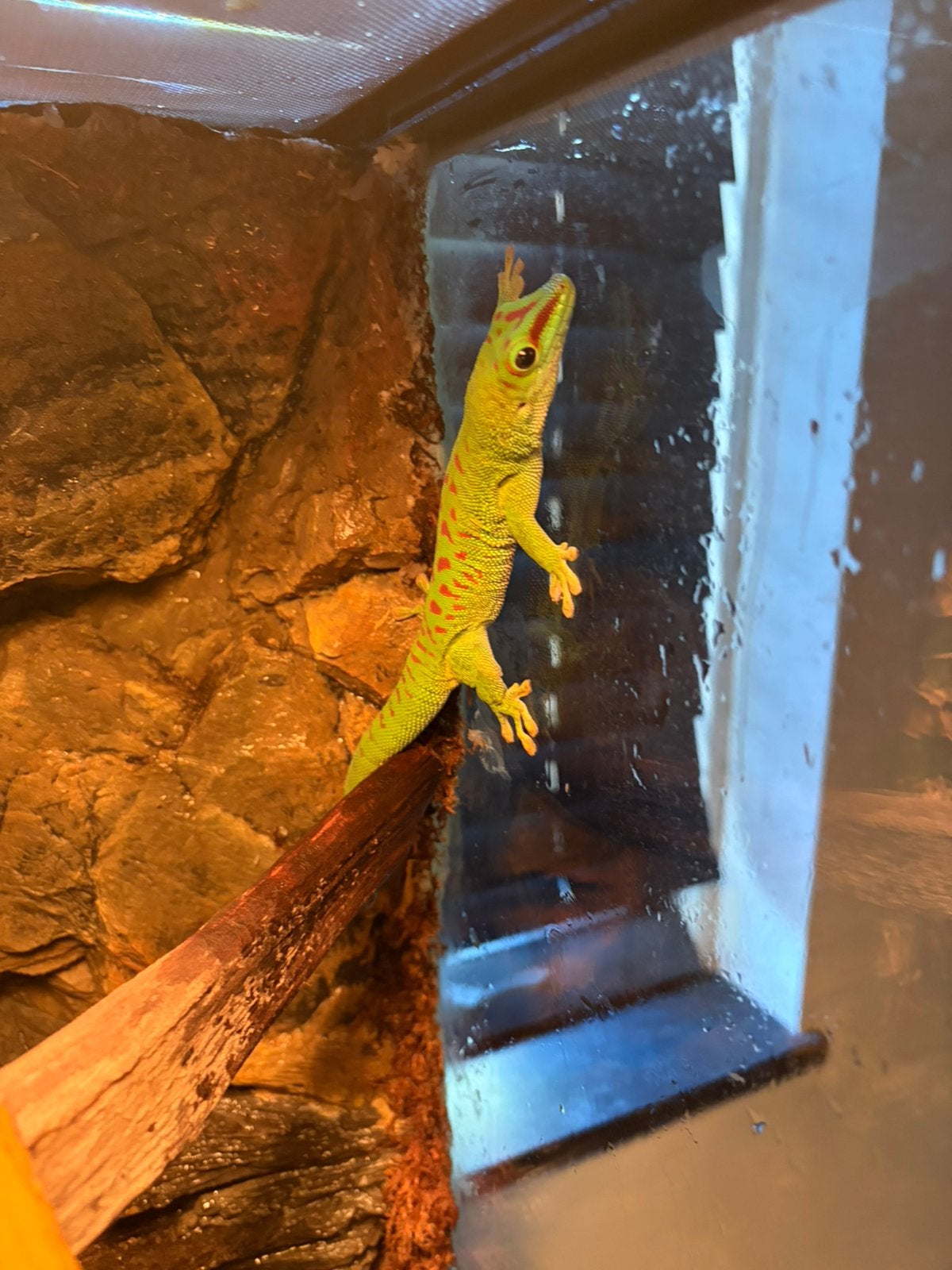 Madagascar gekko
