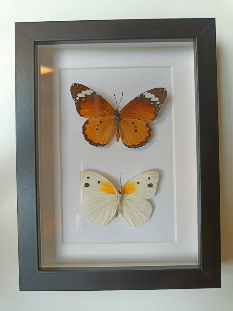 Ingelijste vlinders - Decoratieve wanddecoratie, Ophalen of Verzenden, Zo goed als nieuw, Insect, Opgezet dier