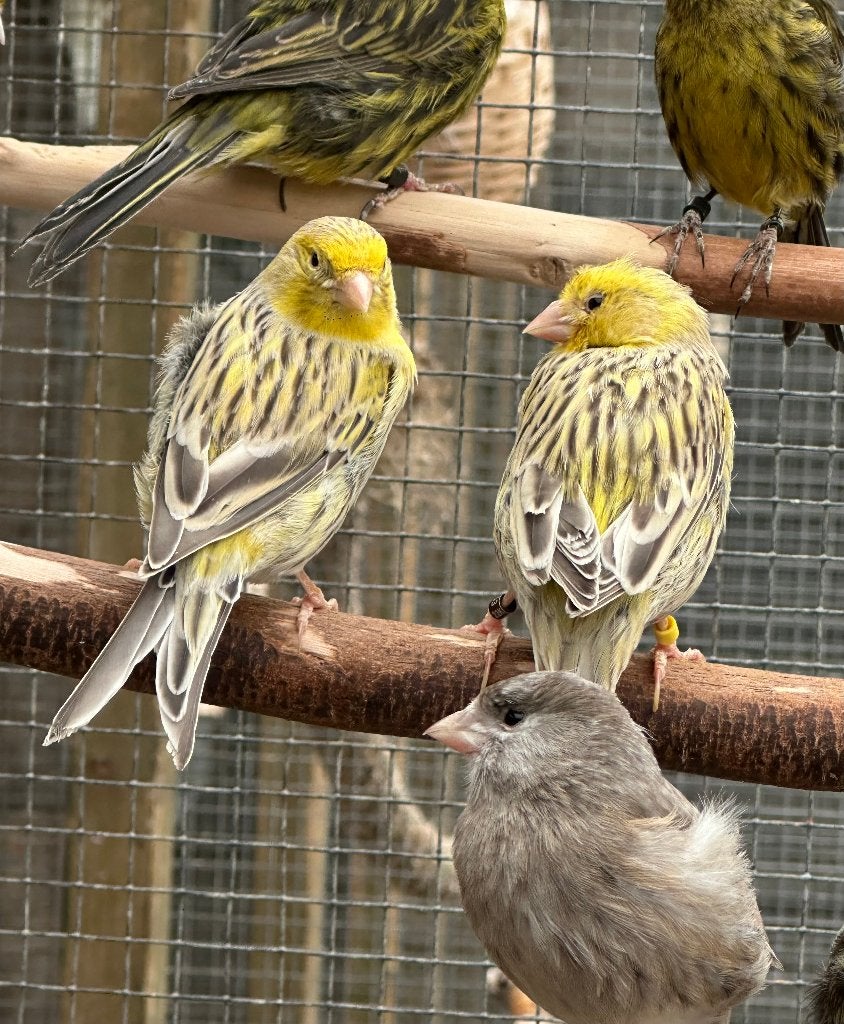 Geel agaat kanaries koppel, Dieren en Toebehoren, Vogels | Kanaries, Meerdere dieren, Kleurkanarie