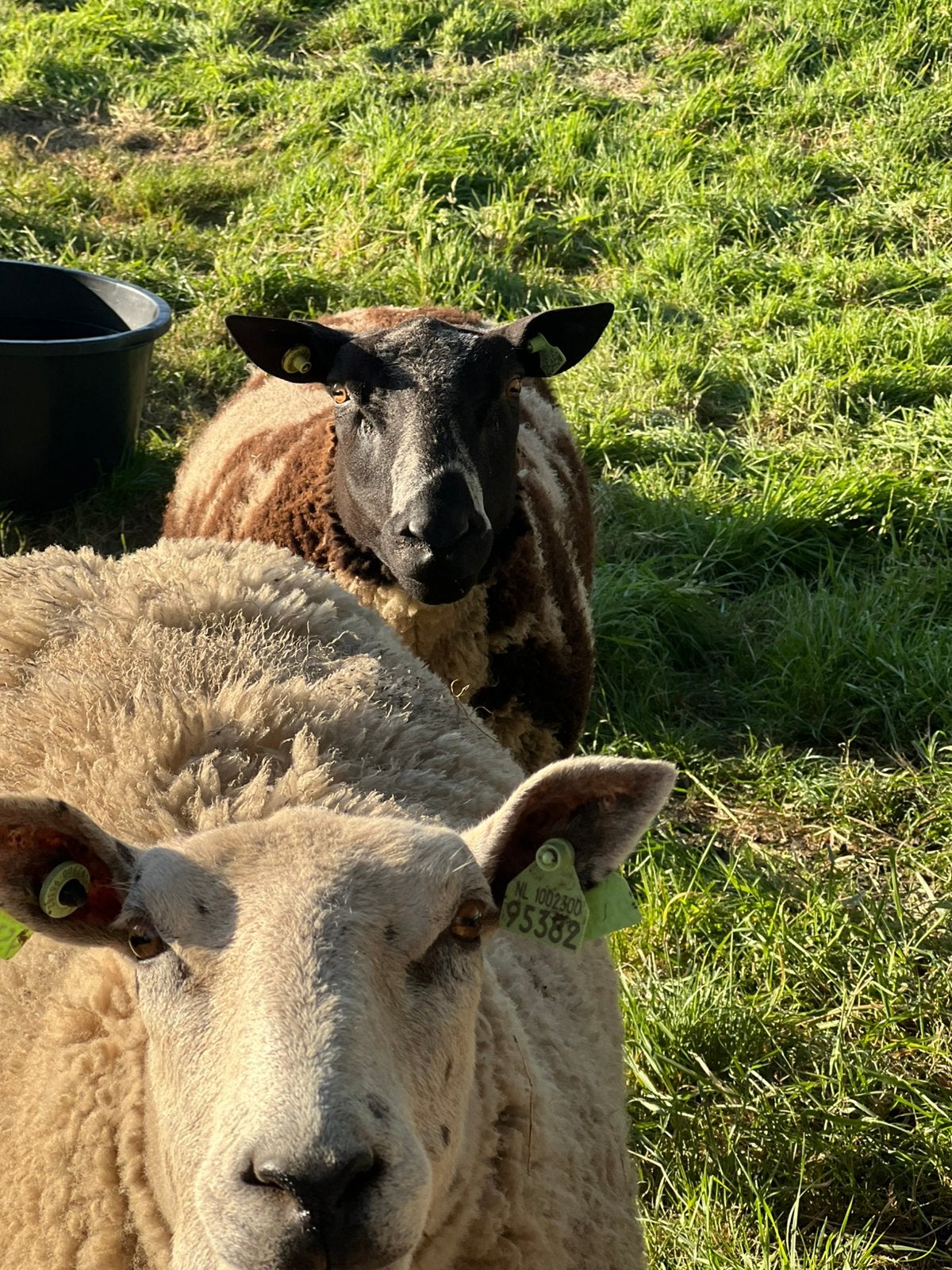Overjarige bonte ram, Dieren en Toebehoren, Mannelijk, Schaap