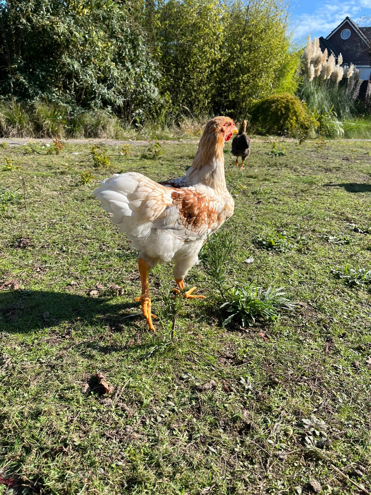 Jonge haantjes Wyandotte groot, Dieren en Toebehoren, Mannelijk, Kip